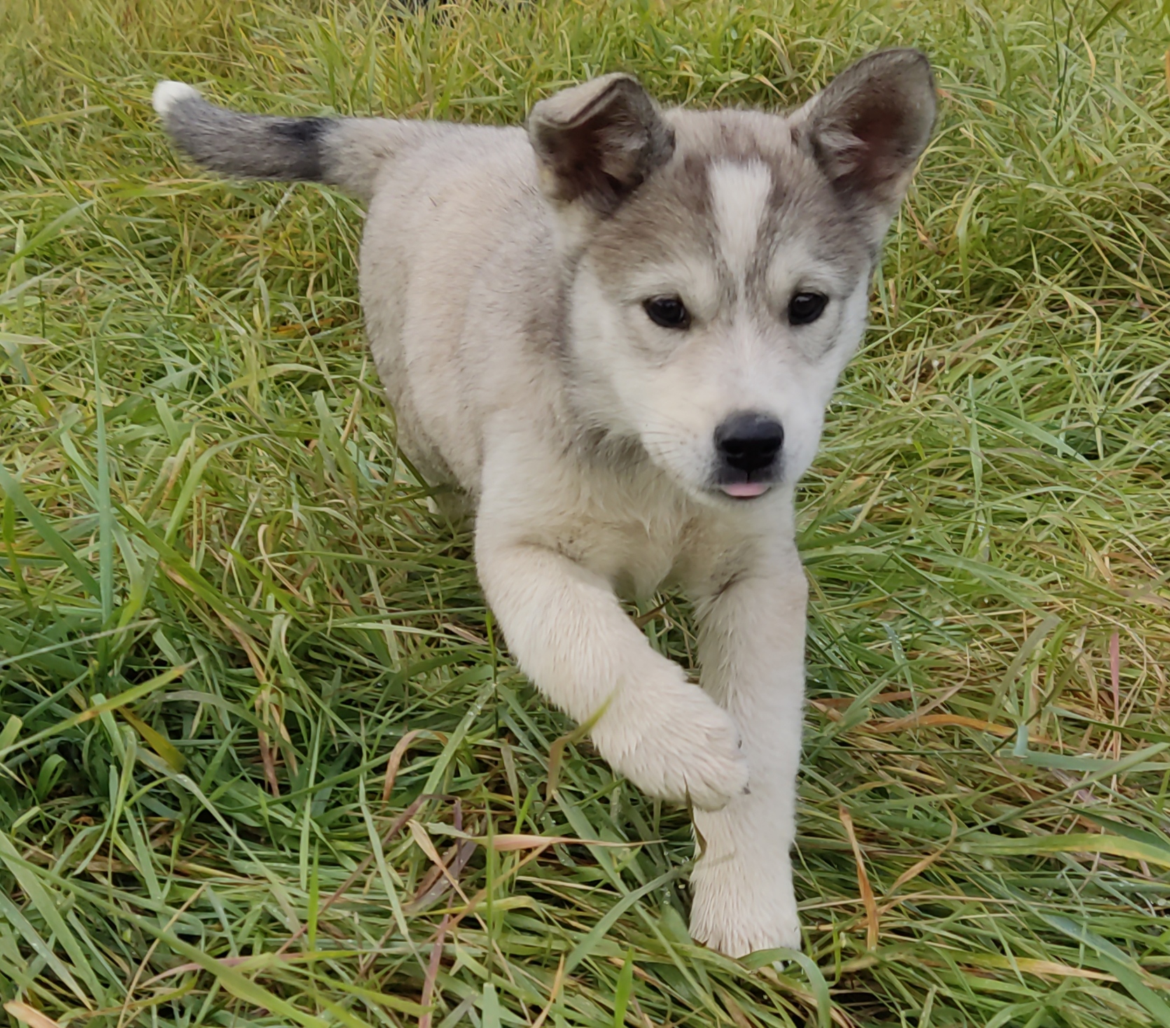 Пропала собака в Якутске, Республика Саха (Якутия)