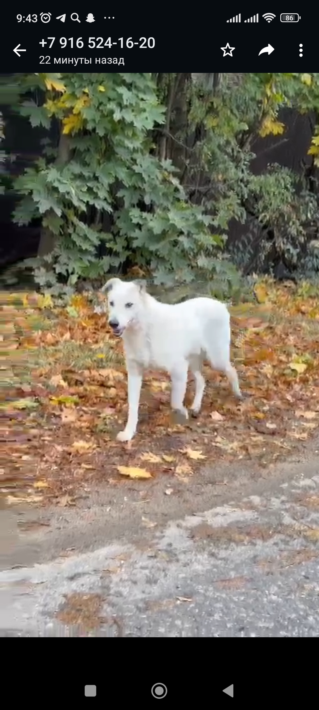 Собака найдена: улица Чехова, 4, Старая Купавна