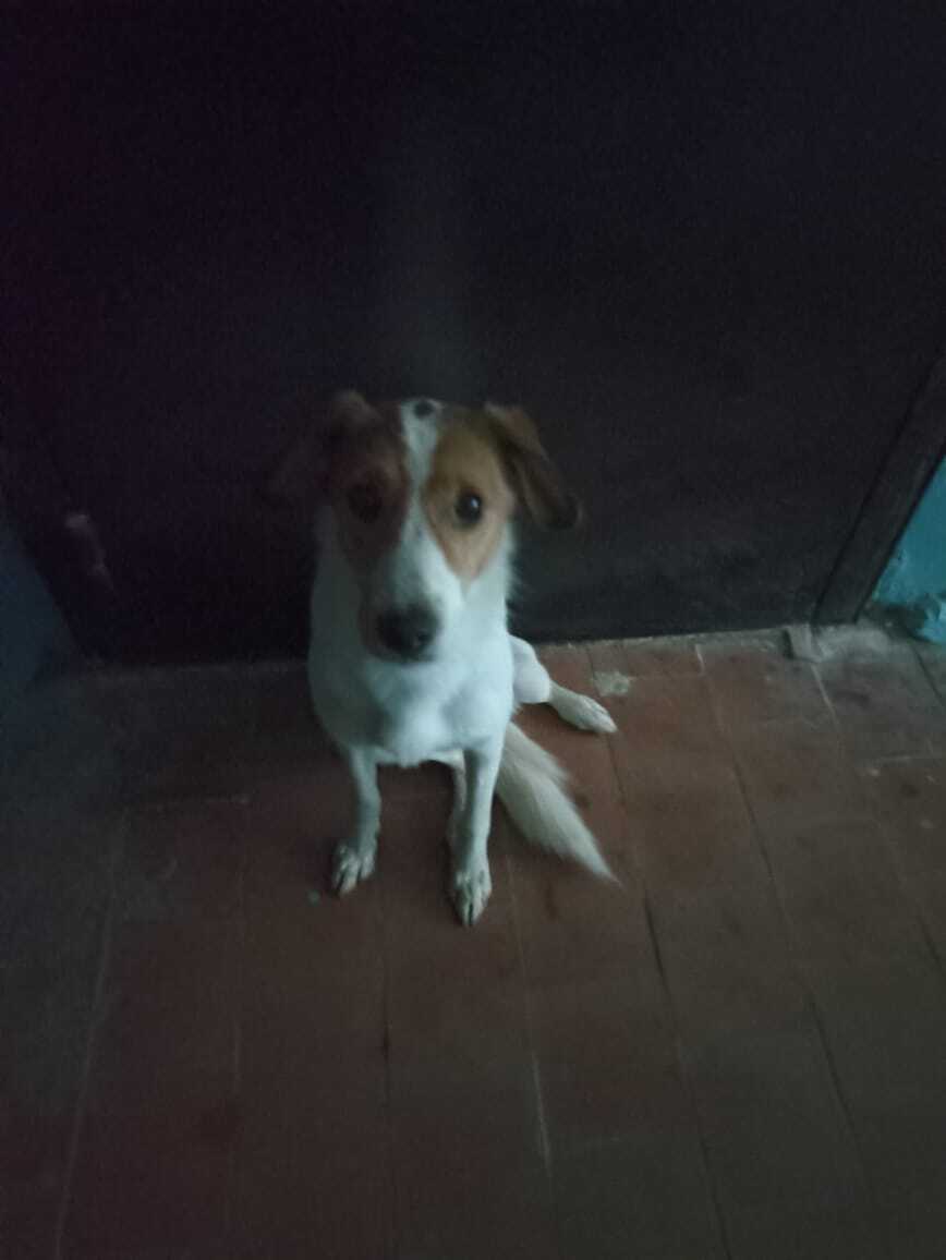 Найдена собака в подъезде у ВолгоМолла, ул. Александрова, 18
