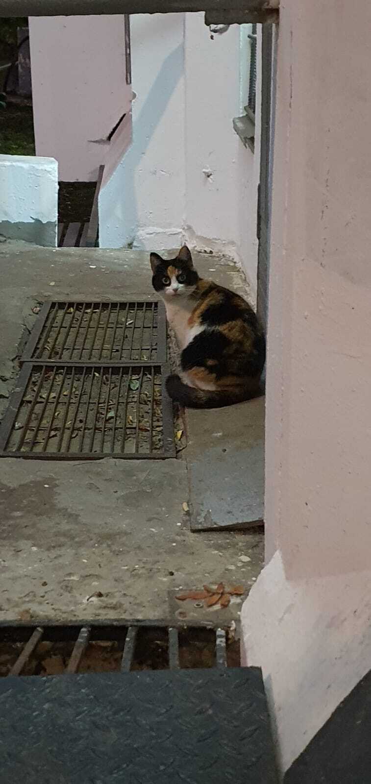 Найдена кошка на ул. Борисовские Пруды, 16 к4, Москва