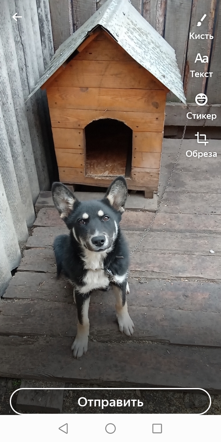 Пропал щенок, ул. Бажова, 112, Шадринск
