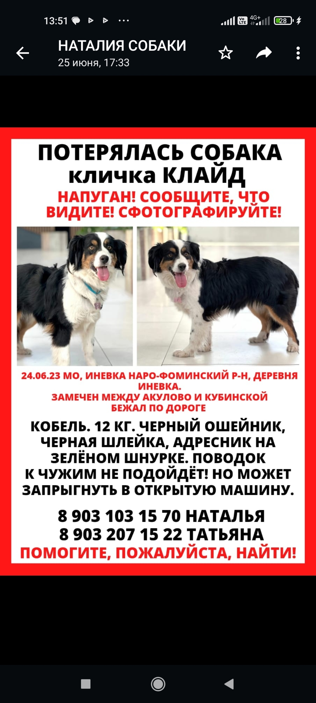Пропала собака на ул. Володарского, Наро-Фоминск