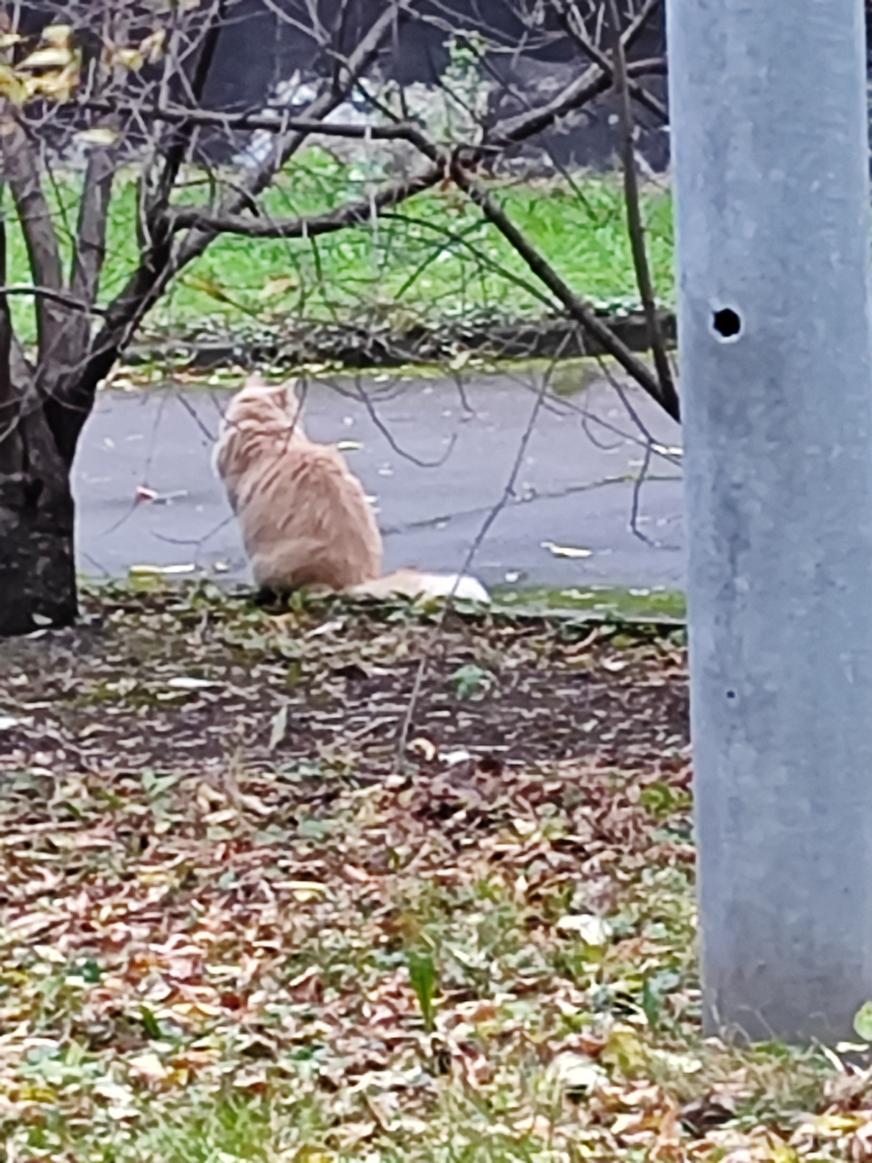Пугливый кот с ошейником найден на Авиамоторной улице, 34кАс2, Москва