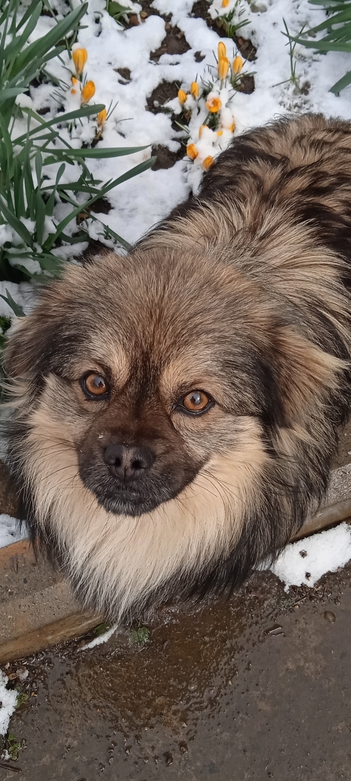 Пропала свободолюбивая собака в Грачёвке, Ставропольский край