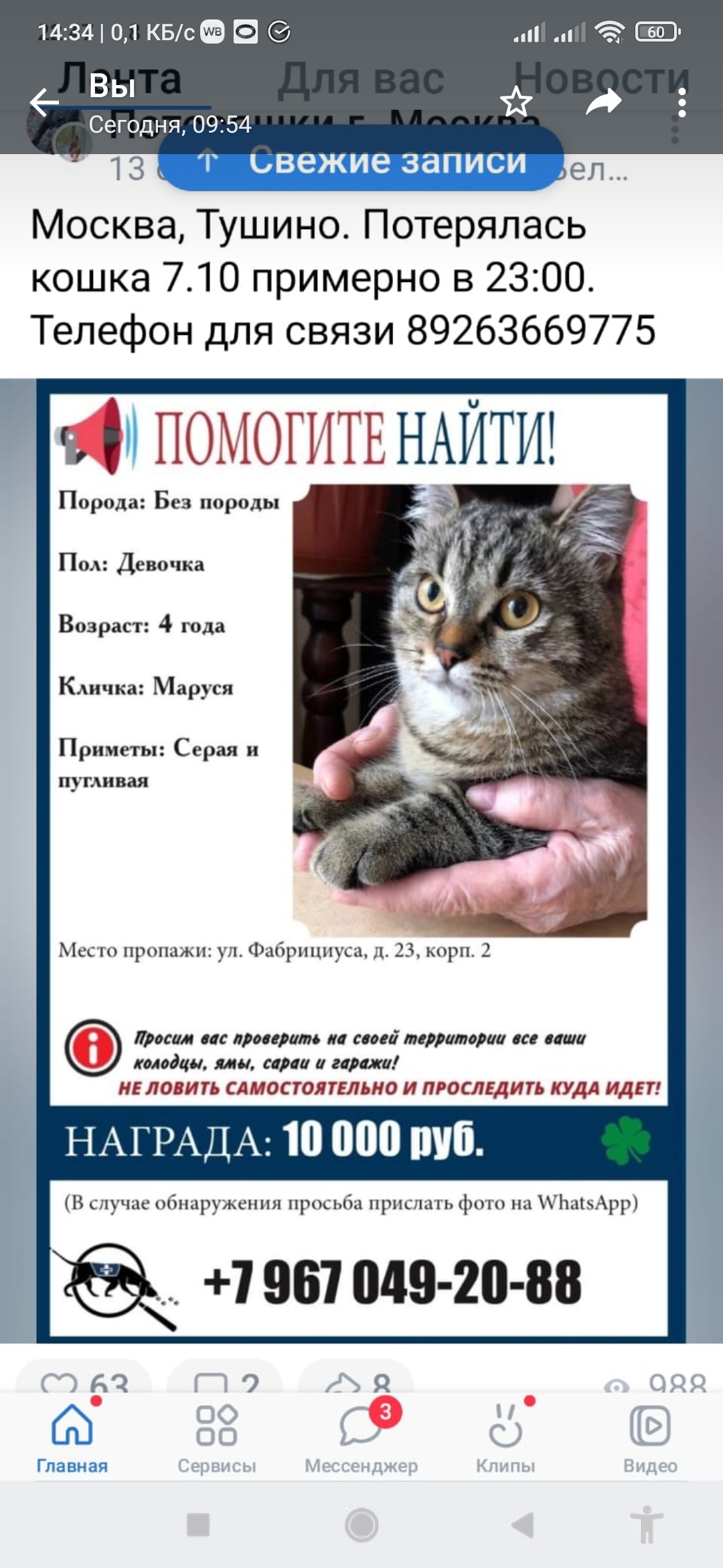 Пропала беспородная кошка на ул. Фабрициуса, 23 к2, Москва