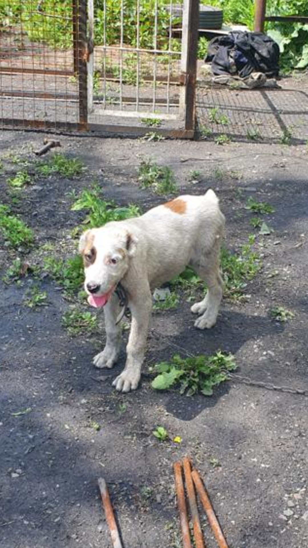 Пропала собака Алабай на Мельничной 3, Прокопьевск