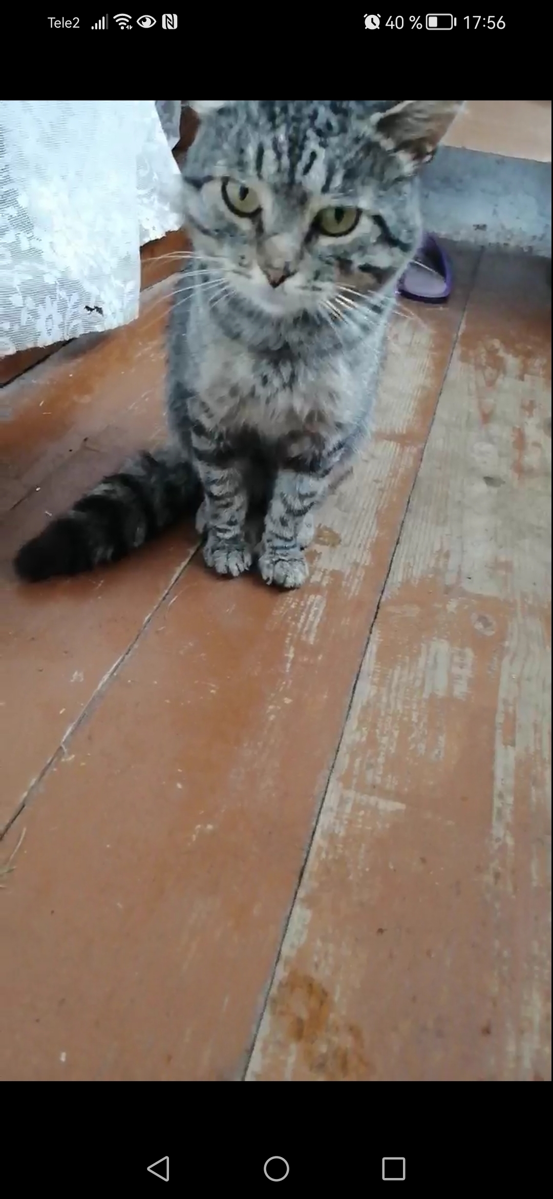 Пропала кошка Серый кот, ул. Студёная Гора, 44А, Владимир