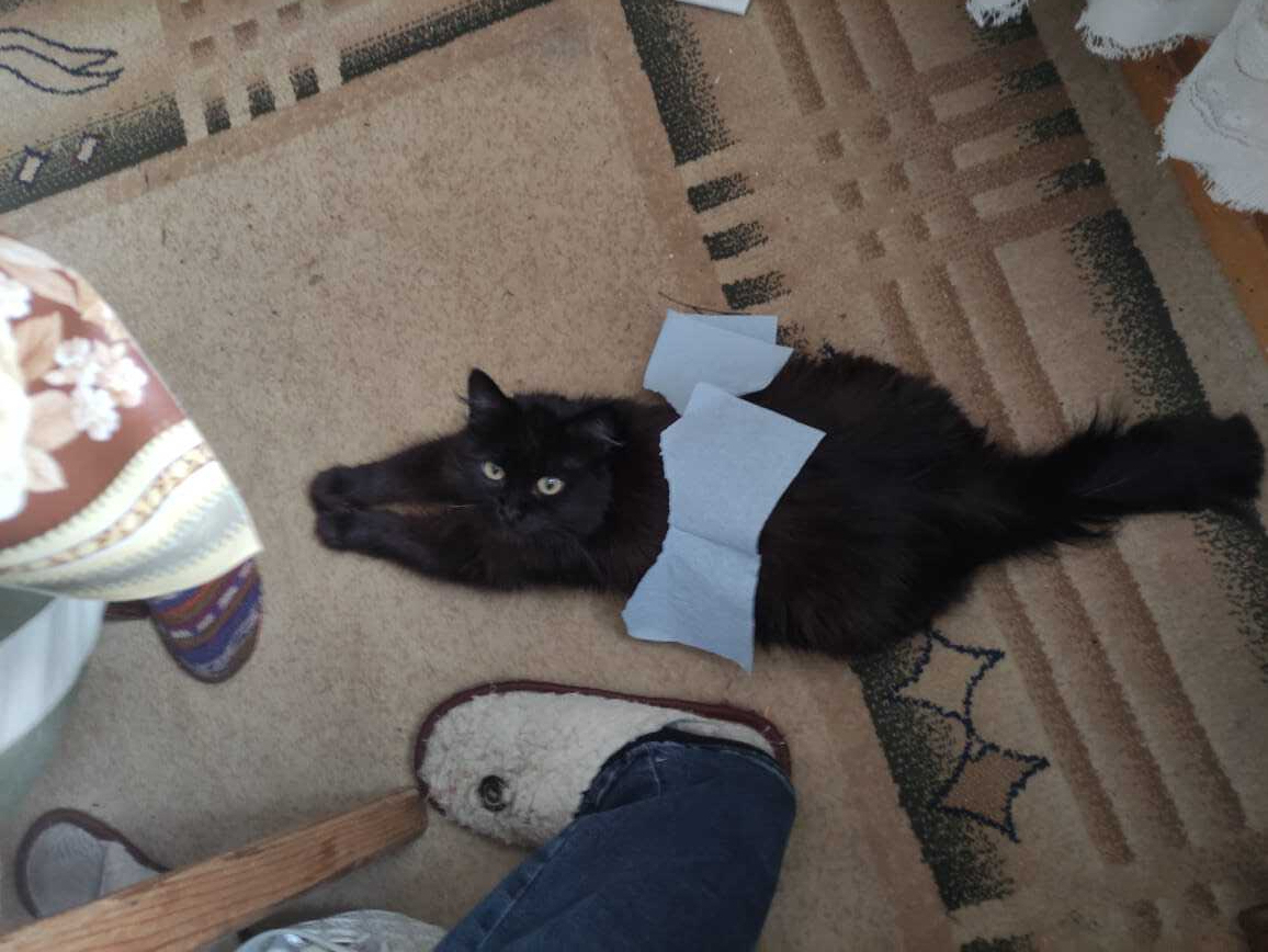 Пропала черная кошка на Тульской улице, 2, Лебедянь