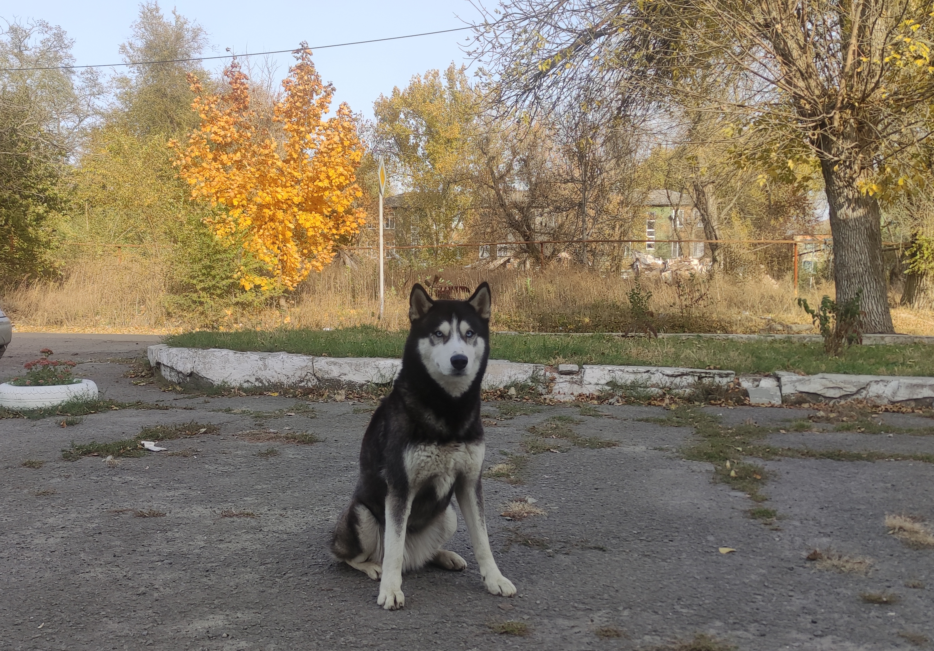 Потерянная хаски в районе пос. ГРЭС, Шахты. Разыскиваем хозяина! | Pet911.ru