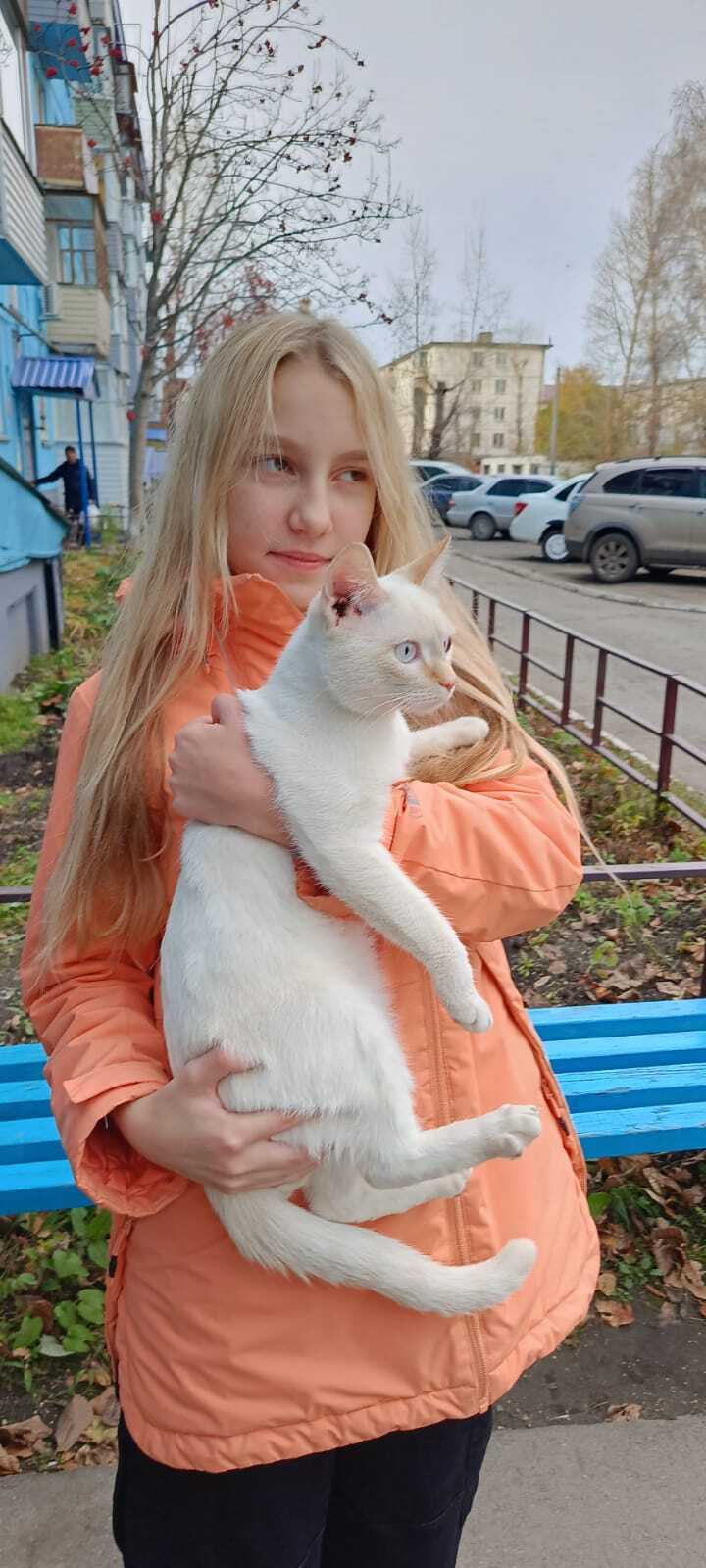 Найдена кошка Мальчик, ищем хозяев: пер. Липового, 64/1, Бийск | Pet911.ru