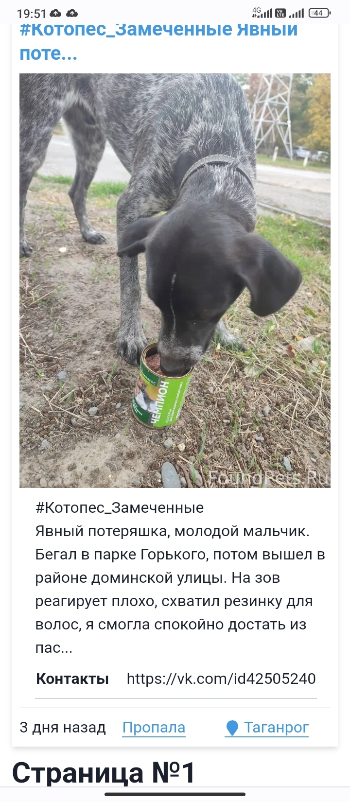 Пропала собака Чарли на Большом Садовом пер., 35, Таганрог