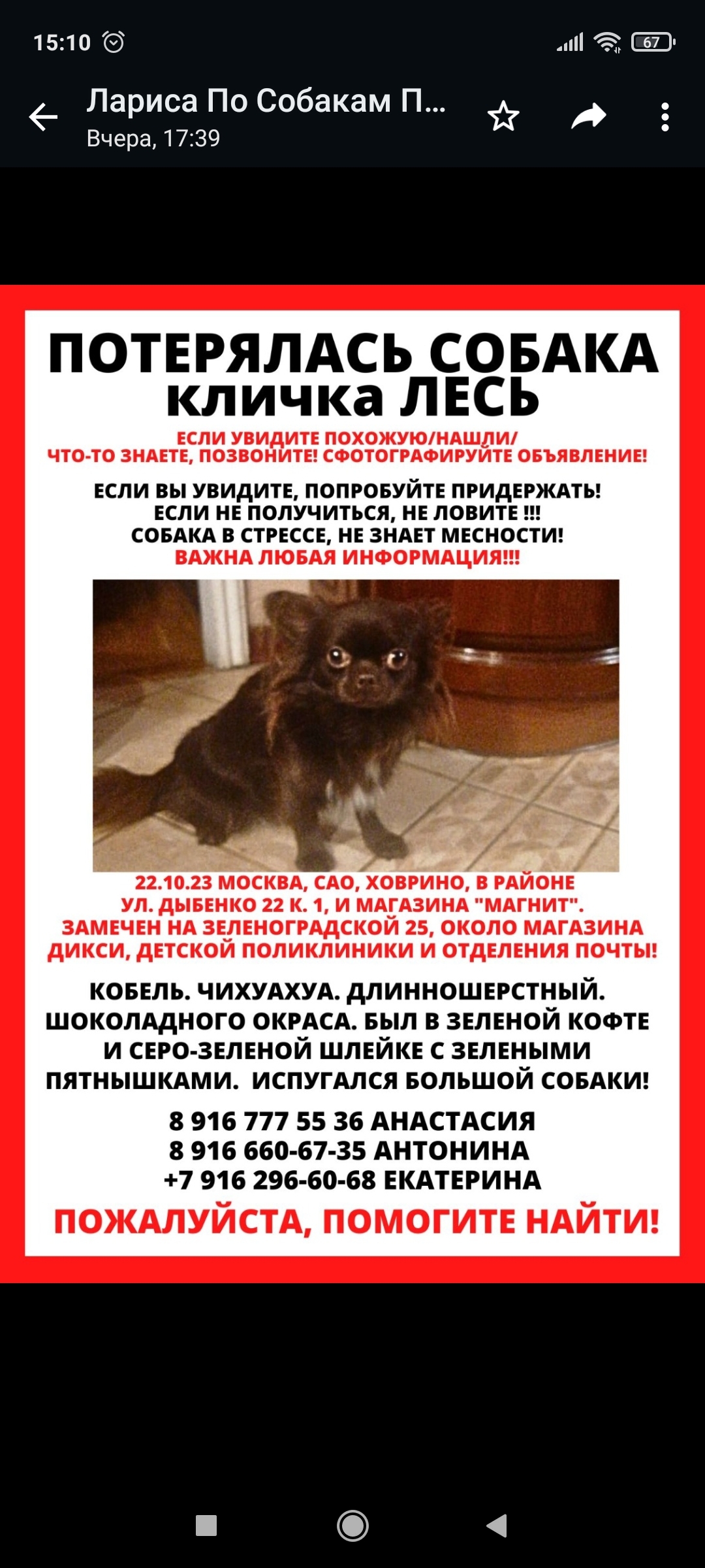 Пропала собака: Шоколадный чихуахуа, ул. Дыбенко, 22 к1, Москва