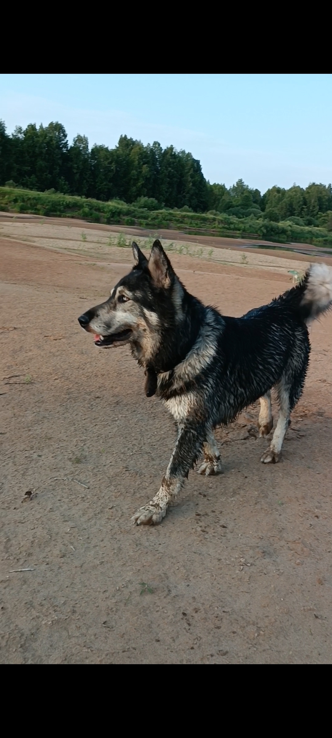 Пропала собака в лесу, Федяковское сельское поселение