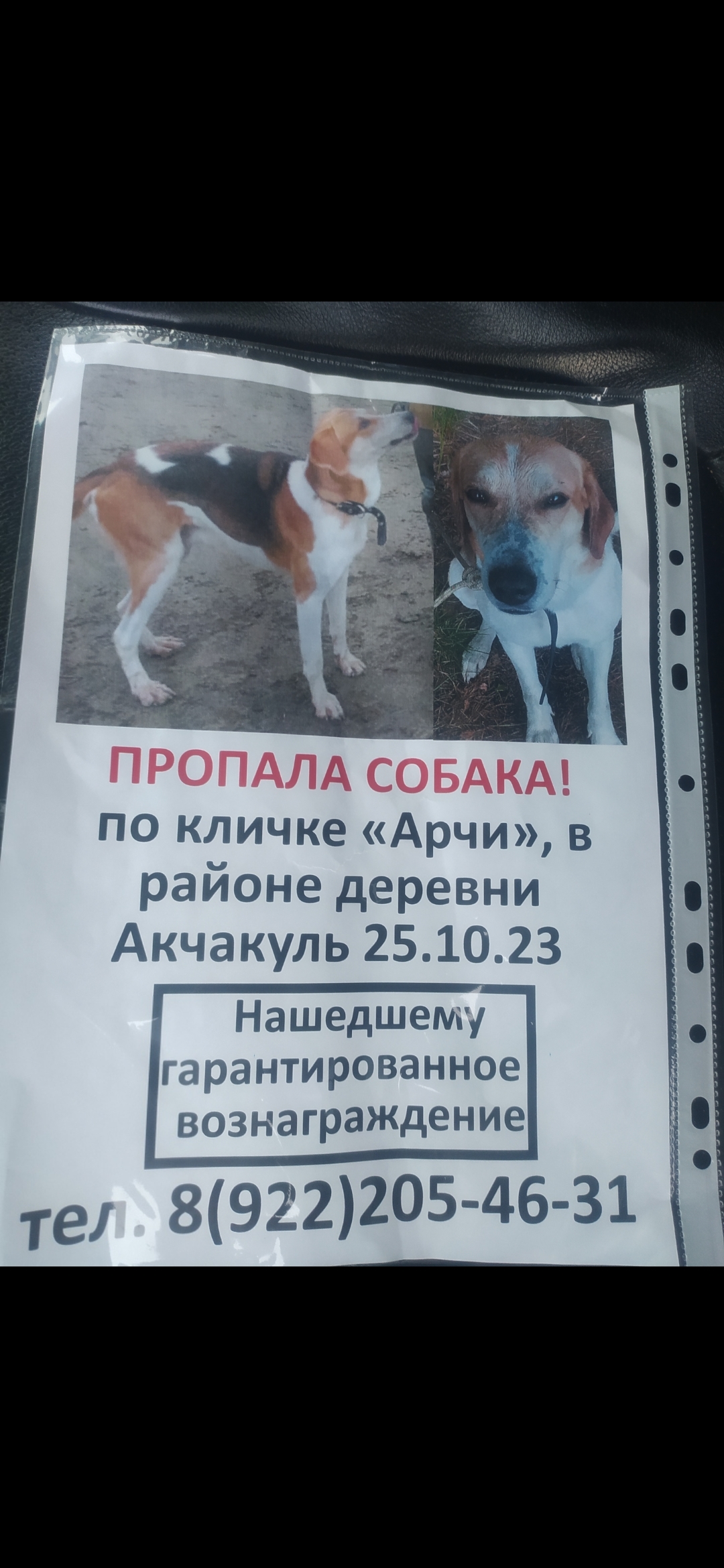 Пропала собака в Усть-Багарякском поселении, Челябинская область