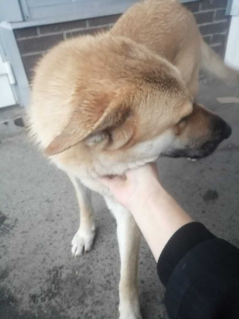 Найдена собака в деревне Никулино, Раменский район, у магазина Магнит