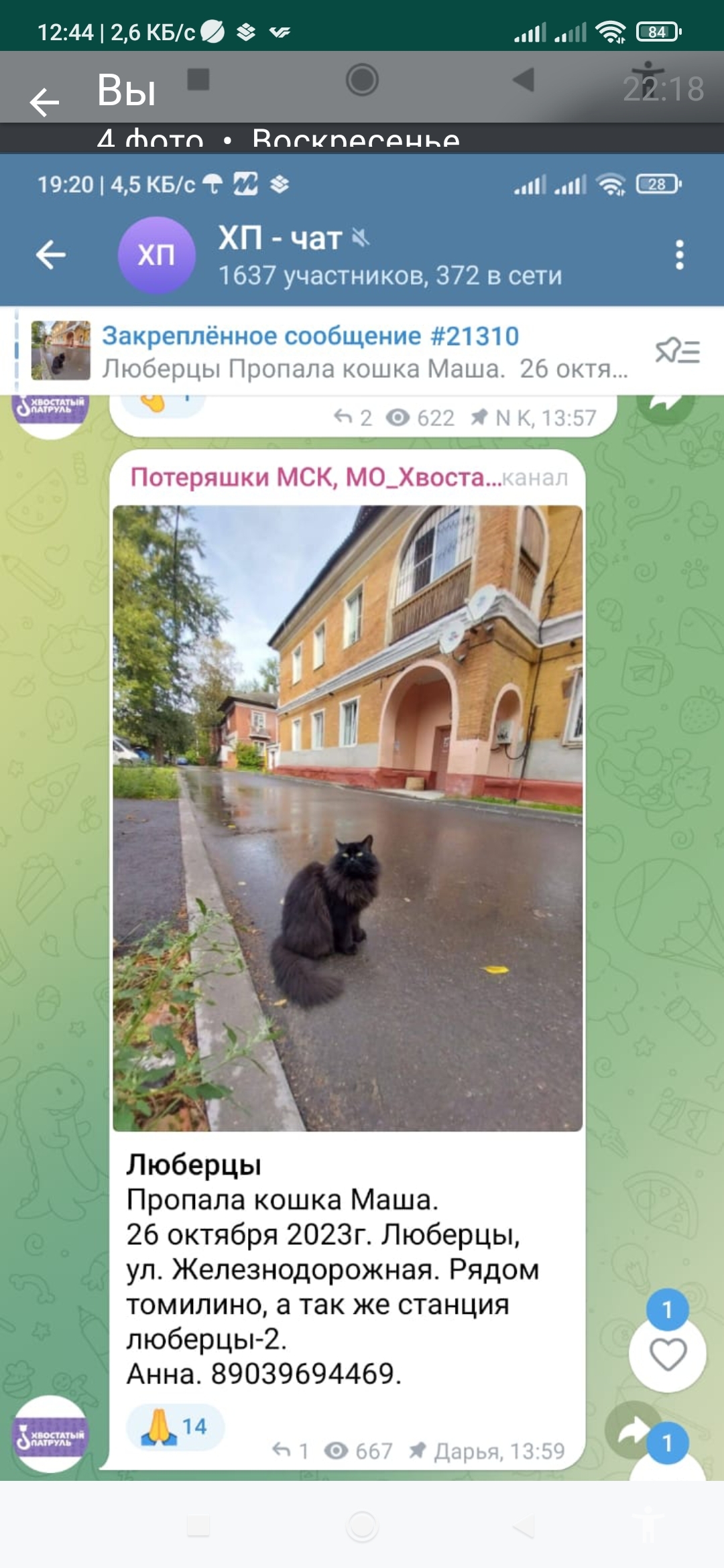 Пропала кошка Маша. Ждут на Егорьевском шоссе