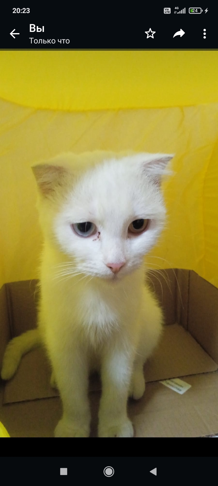 Найдена белая кошка, глухая, ул. Апанасенко, 60