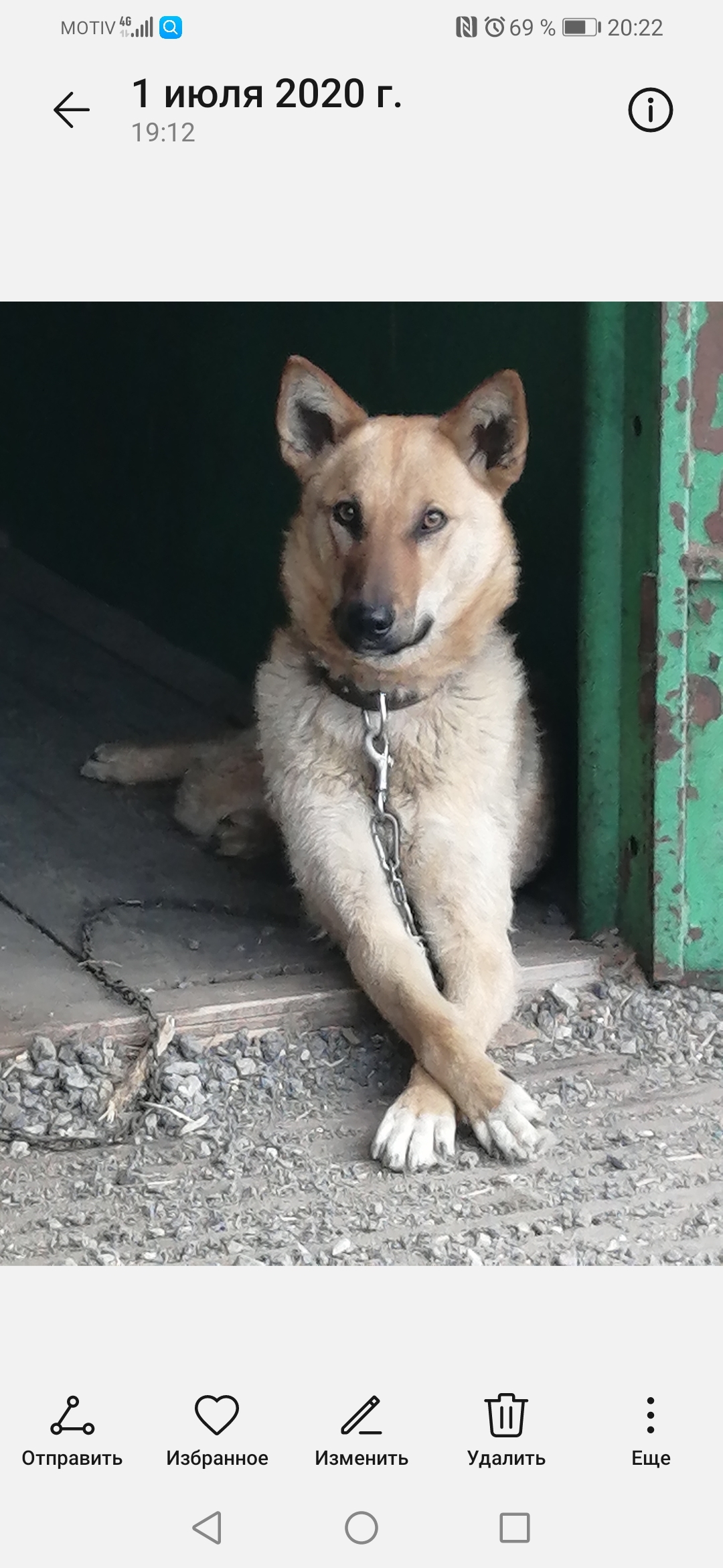 Пропала собака в Полевском, Свердловская область