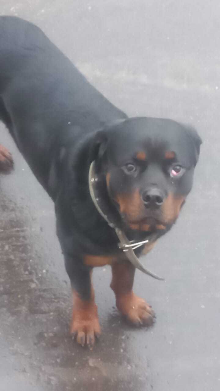 Собака Ротвейлер с воспаленным глазом найдена на Центральной кольцевой дороге, Малые Вязёмы