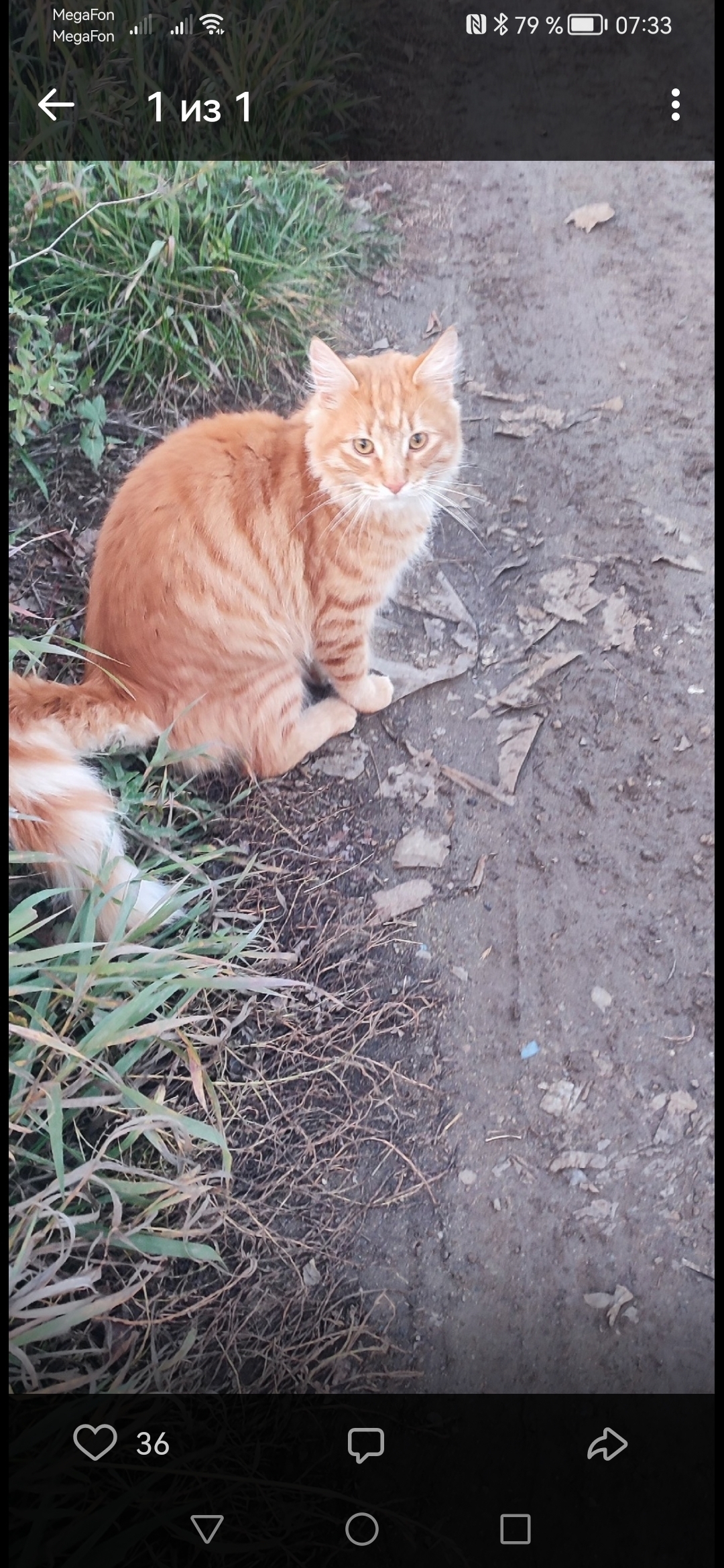 Пропала кошка Рыжий кот на ул. Ленина