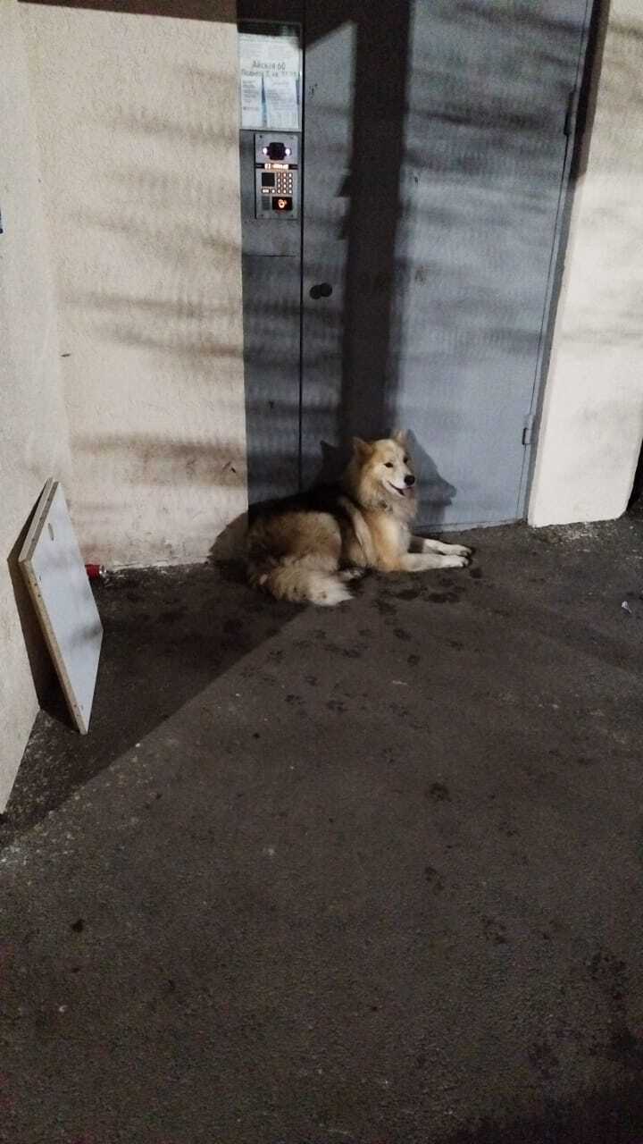 Собака с ошейником на Айской улице, 60, Уфа