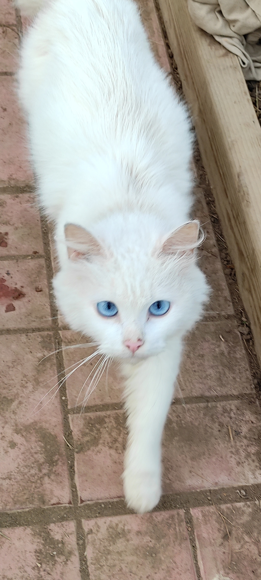 Потерянная белая кошка найдена в Солнечногорске