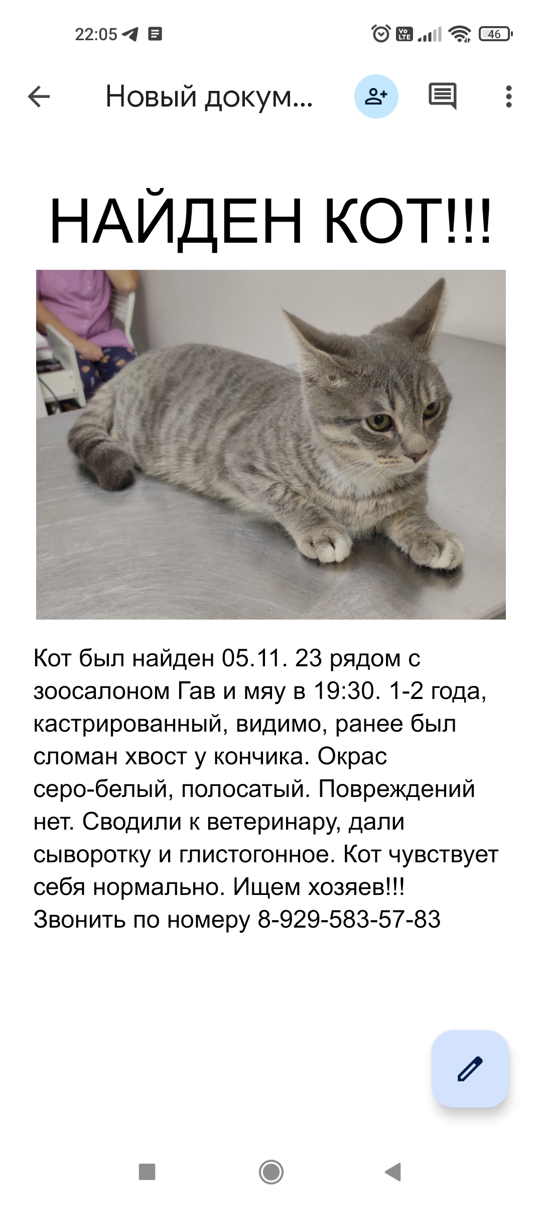 Найдена кошка, Веерная ул., 3к5, Москва