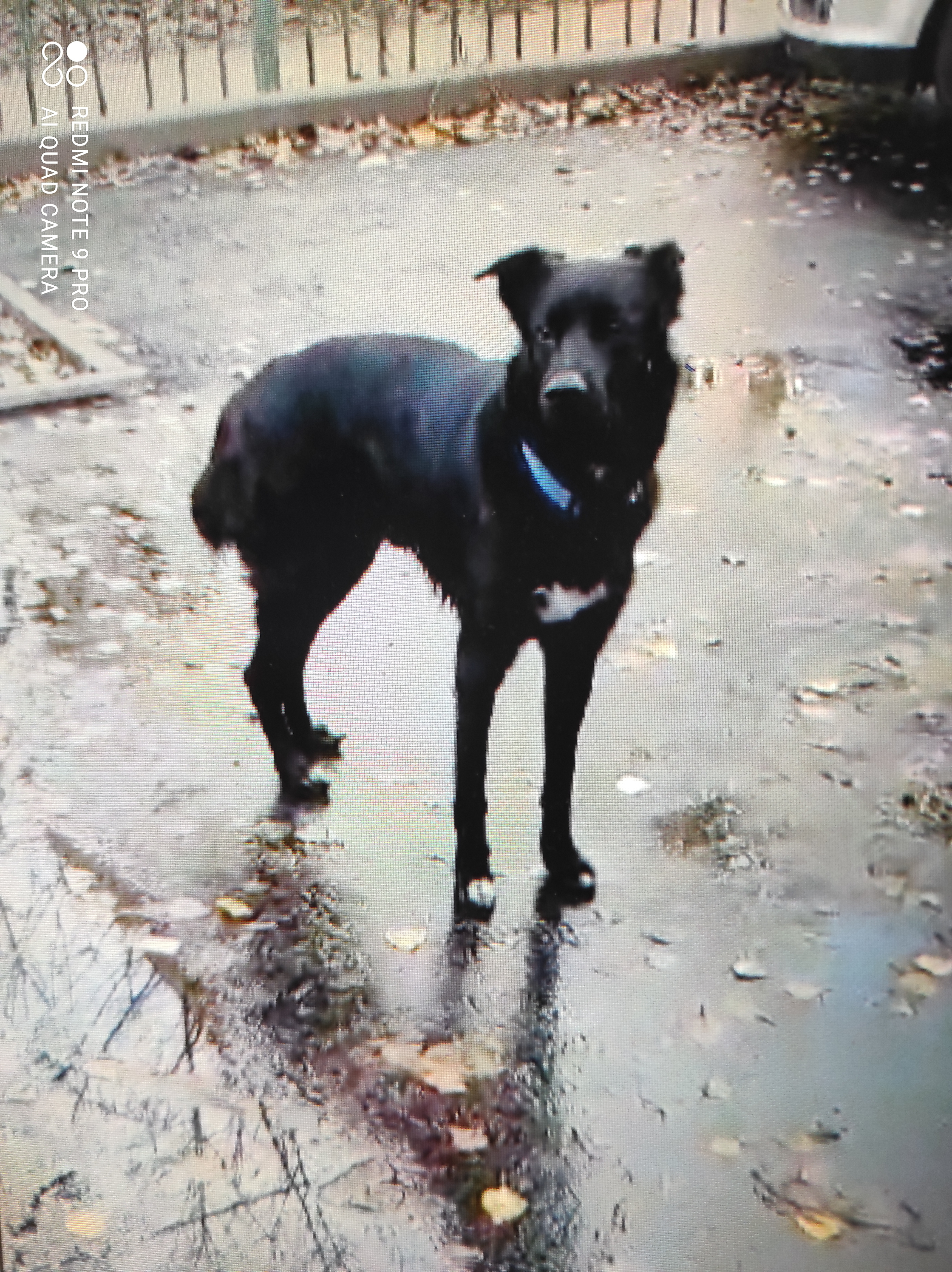 Собака Пес, черный окрас, белое пятно на груди, ул. Машиностроителей 8, Подольск