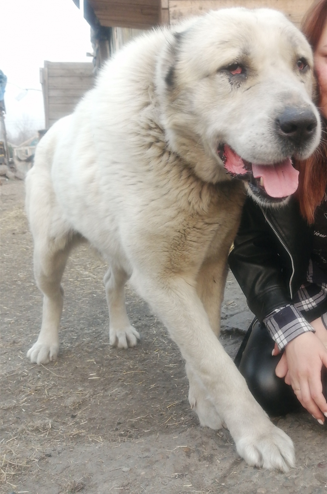 Пропала собака Алабай, белый окрас, Кемерово | Pet911.ru