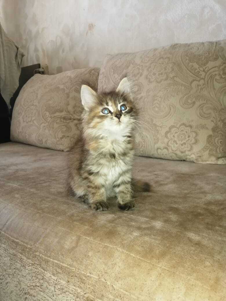 Пропала кошка Мейн-Кун, вознаграждение! 
ул. Степана Разина, 24, Екатеринбург