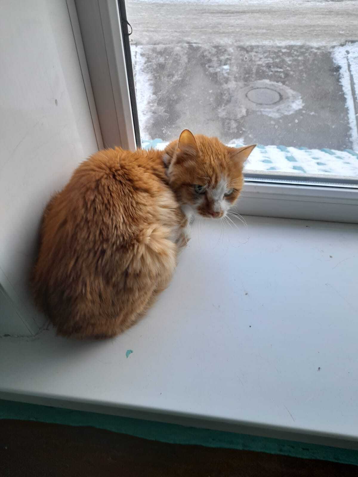 Найдена кошка на Красных Мадьяр, 55