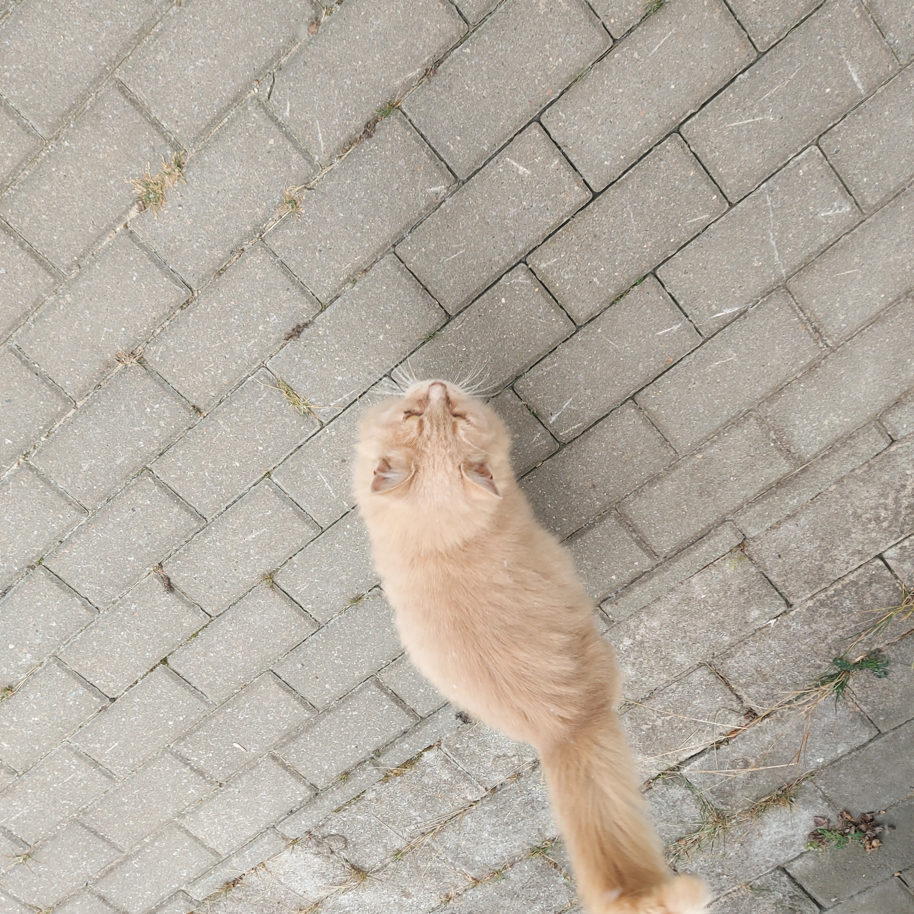 Найден рыжий кот: Верхняя Краснослободская, 101