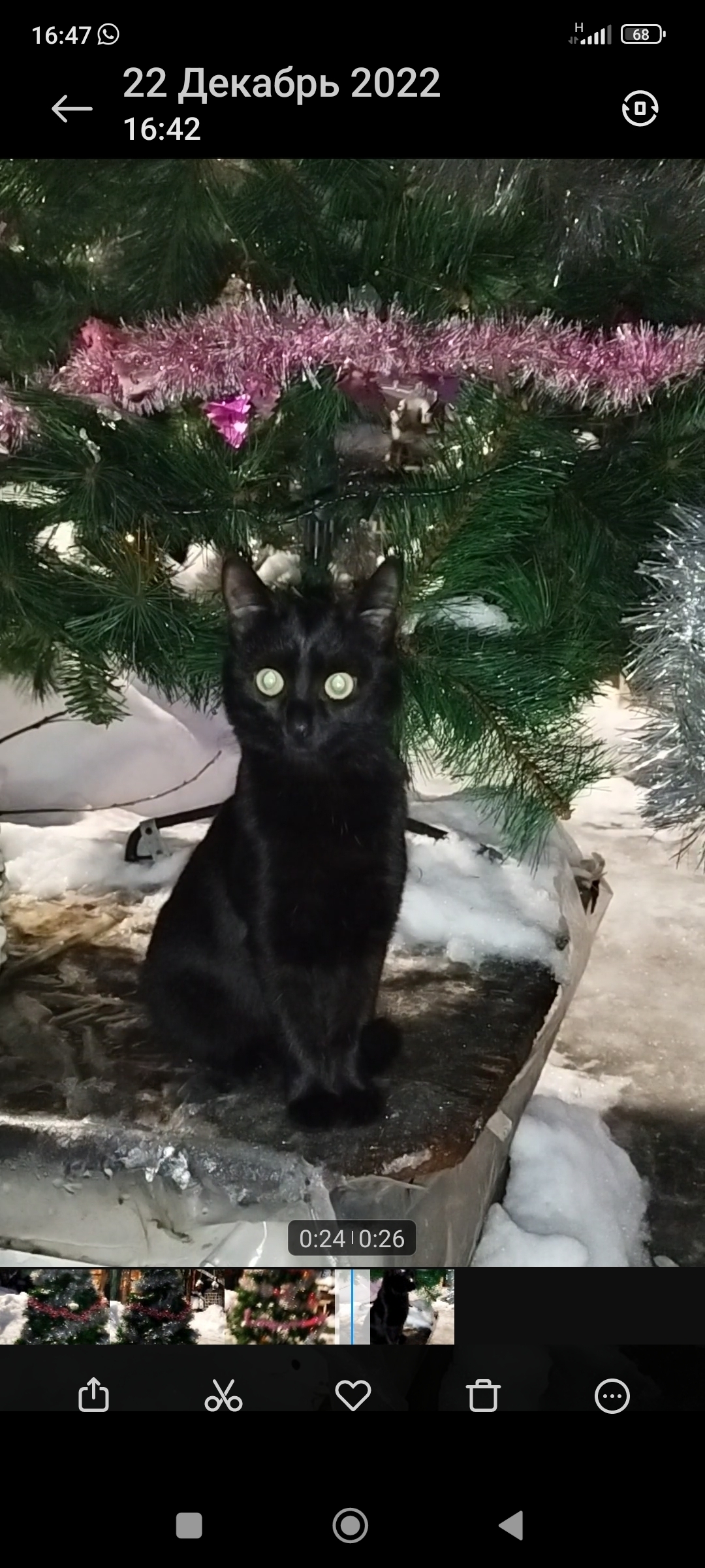 Пропала черная кошка: Малаховская, 25