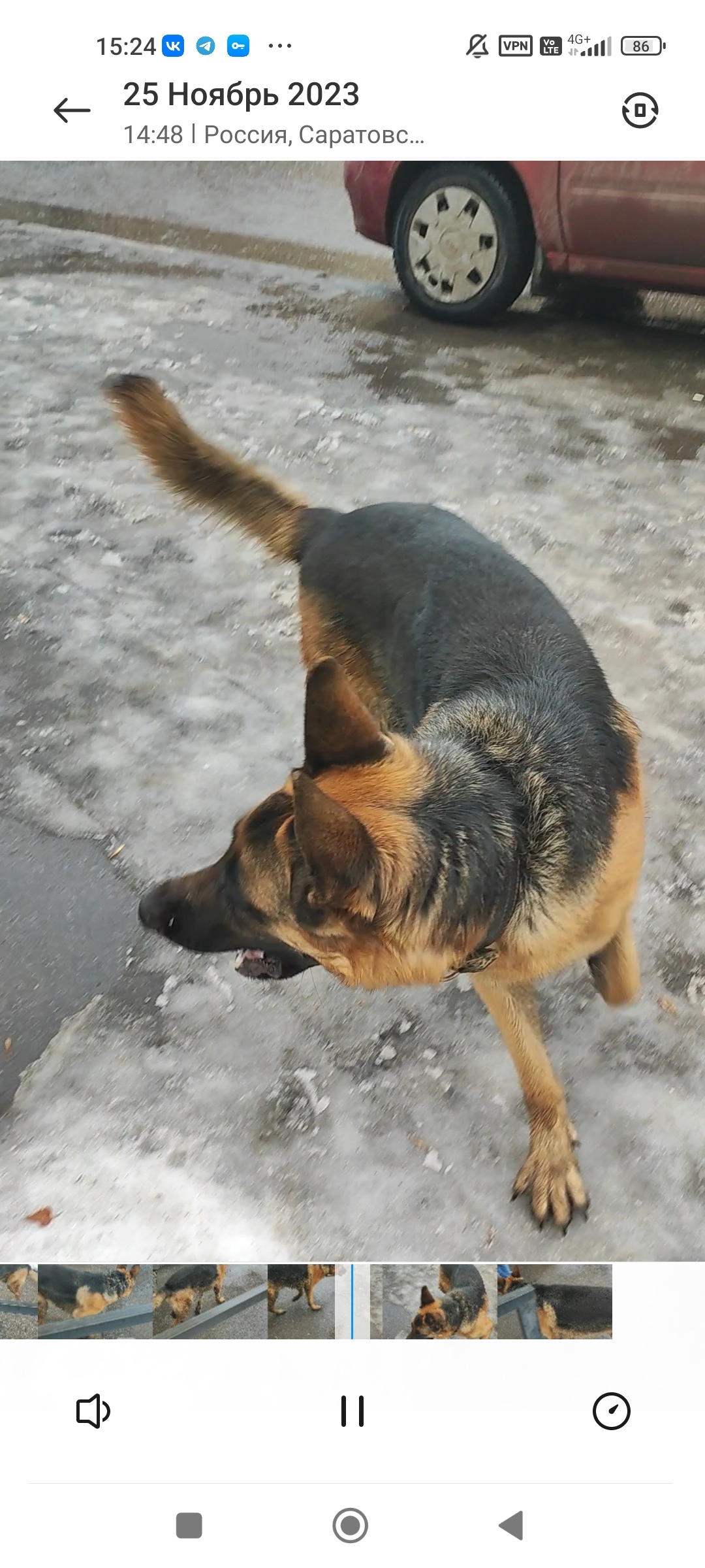Найдена собака: Первомайская, 14