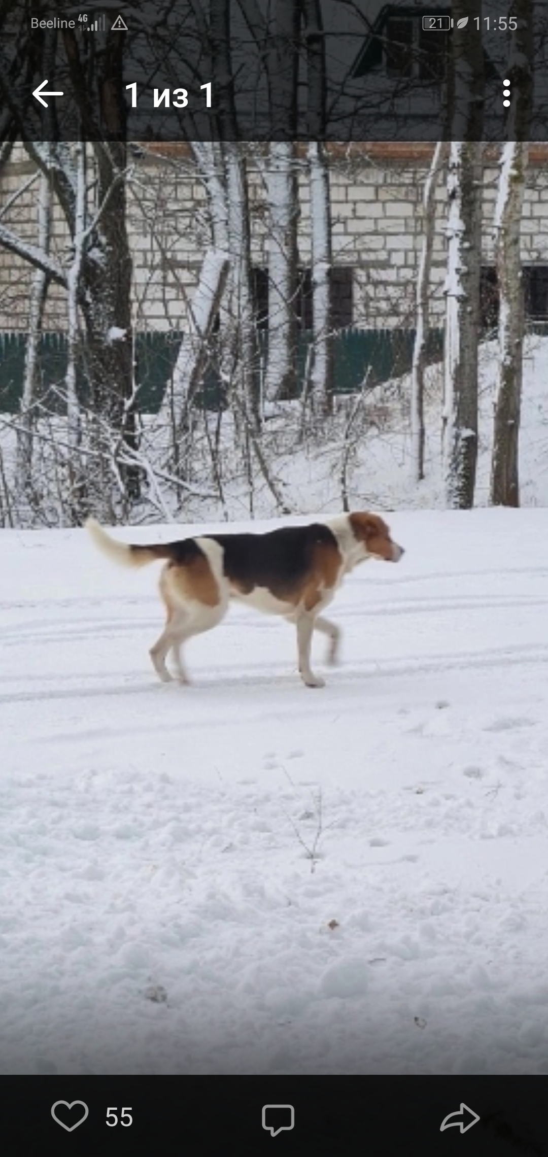 Найдена собака, Десногорск, 181