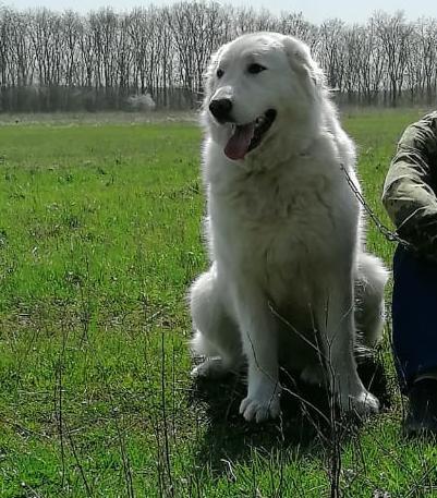 Пропала собака на Хлеборобной, Смоленск