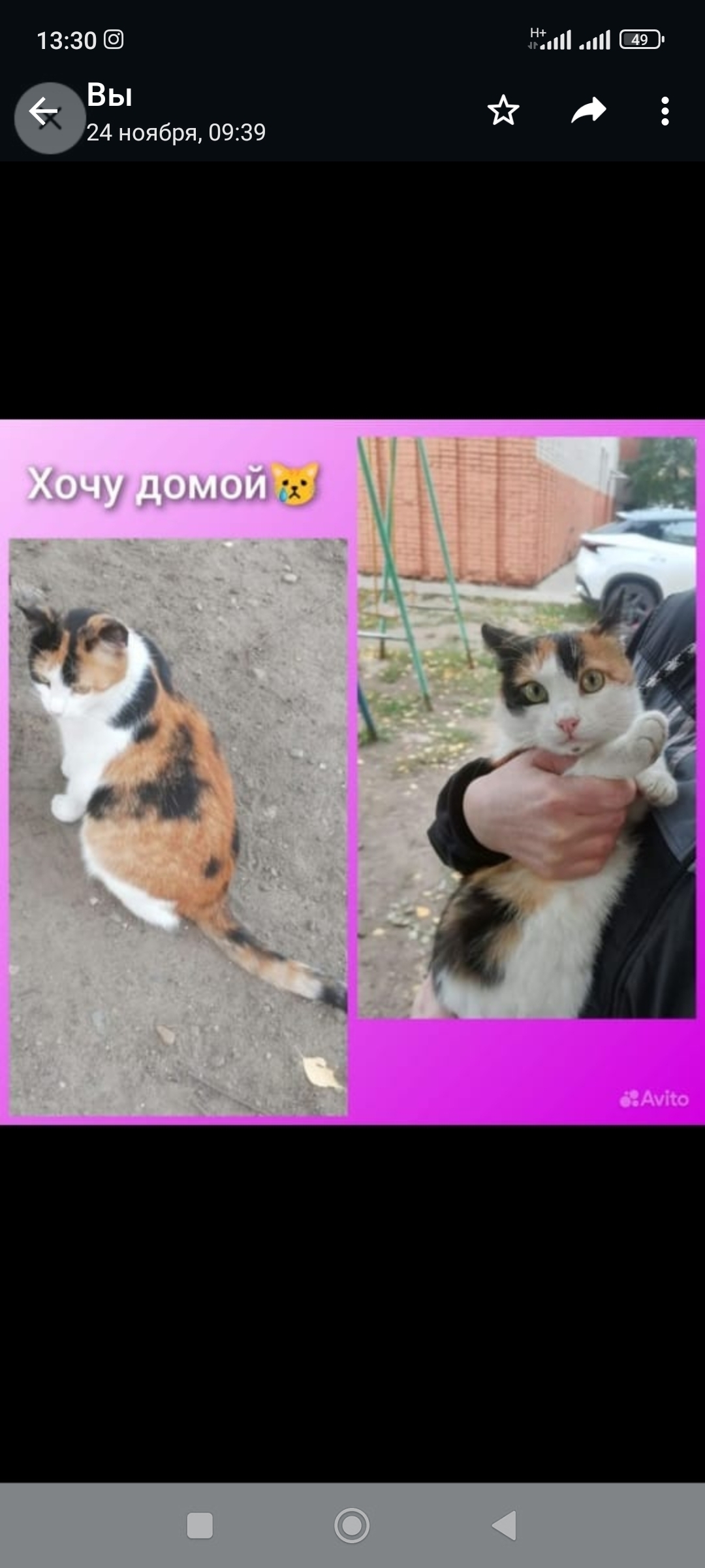 Пропала кошка Муся, Ачинская, Казань