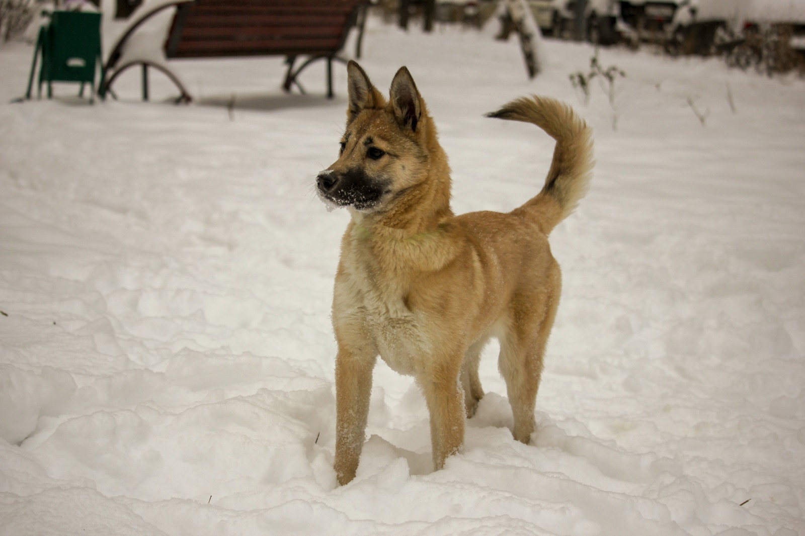 Найдена собака: Чертановская ул., 32 с1