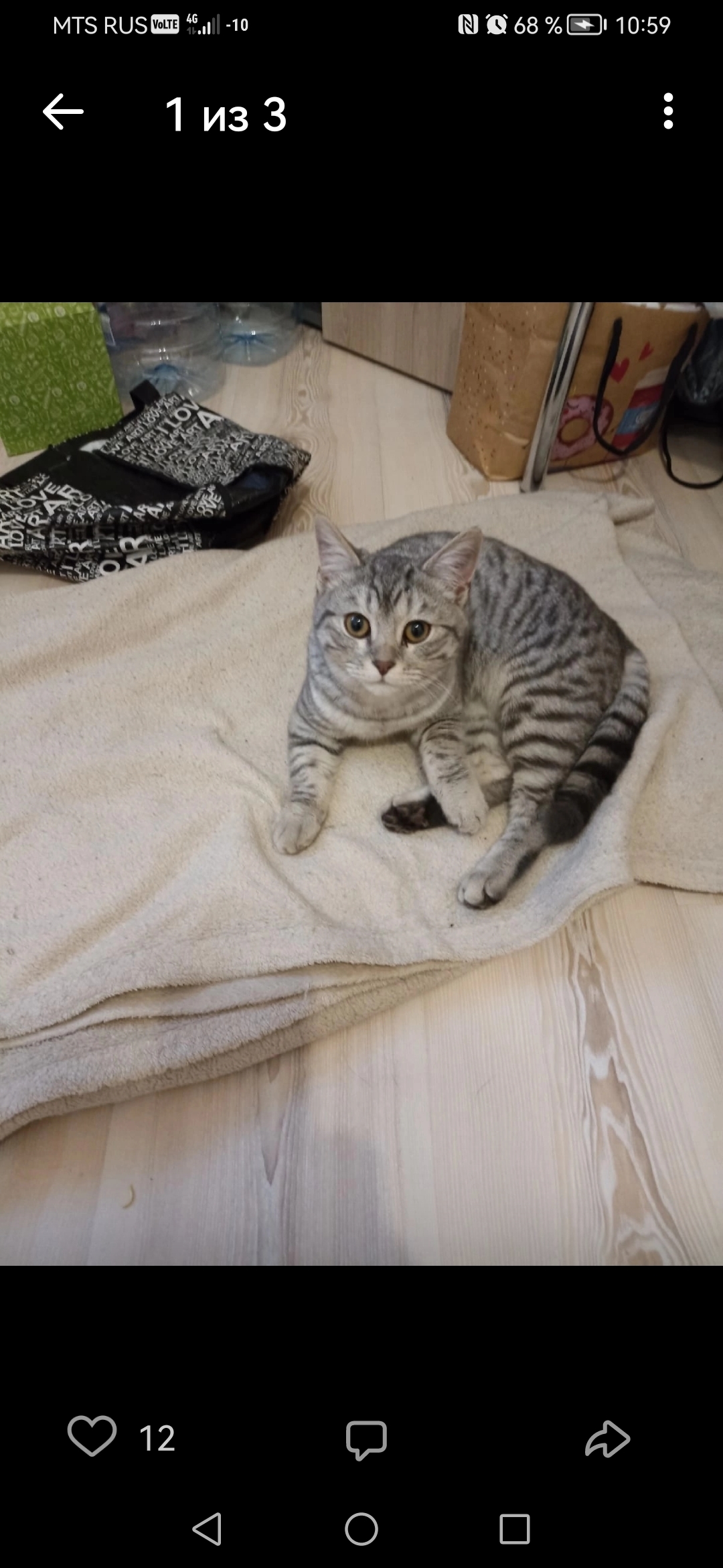 Найдена кошка ул. Захарова, Х-Мансийск