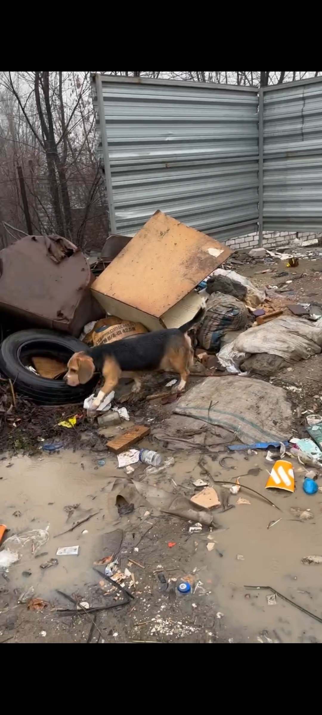 Собаки-бигли найдены в Волгограде