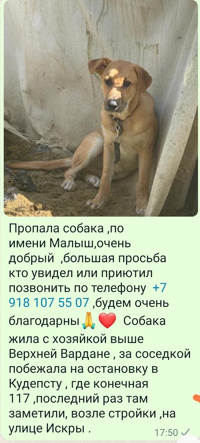 Пропала собака: ул.Искры, 68Ж, Сочи