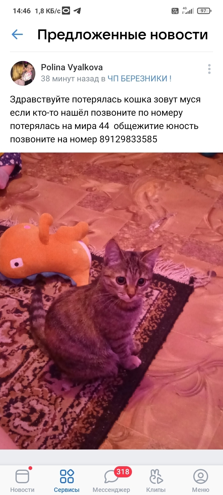 Пропала кошка, Пермский край