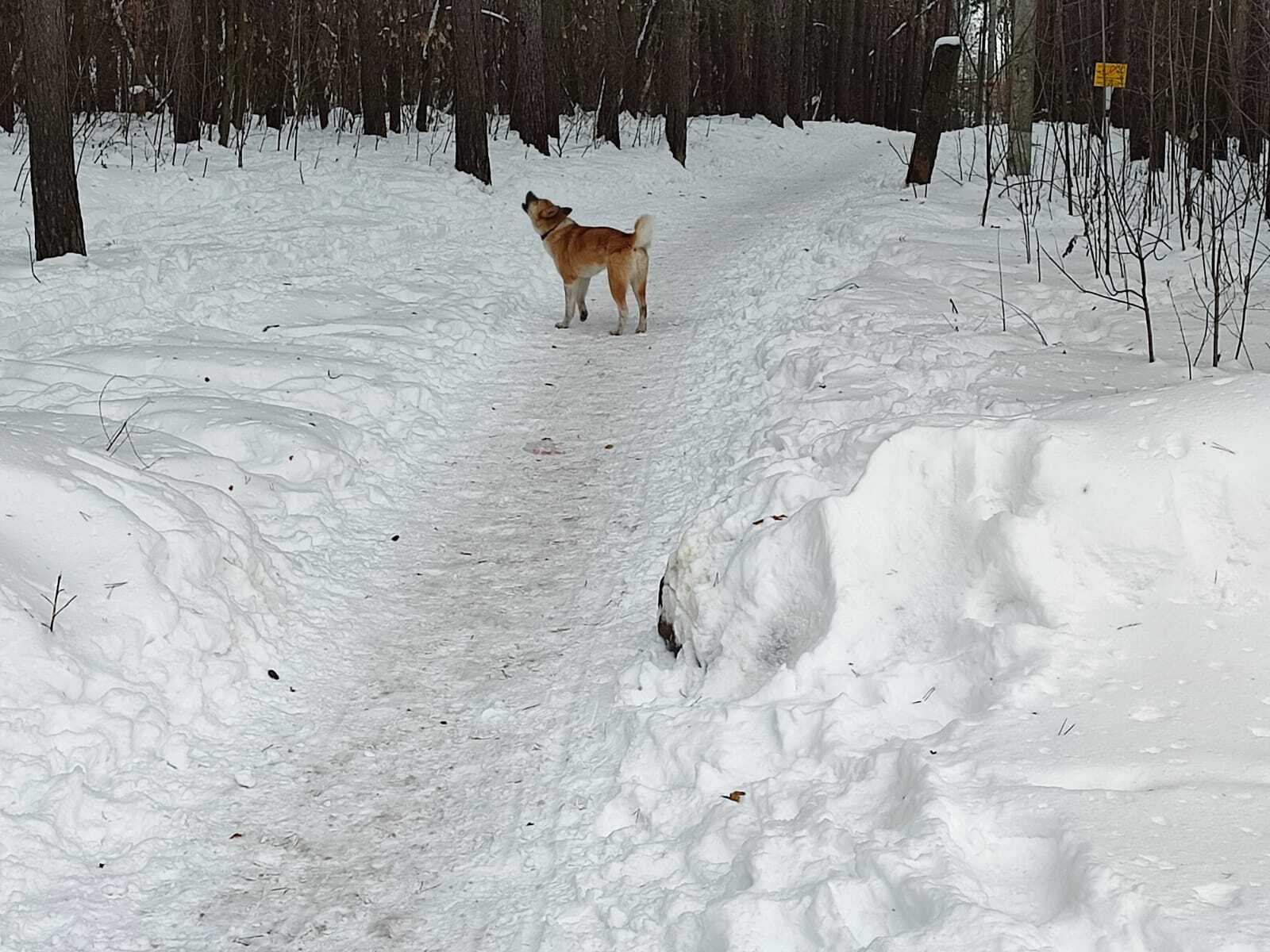 Найдена собака в парке Белая Дача