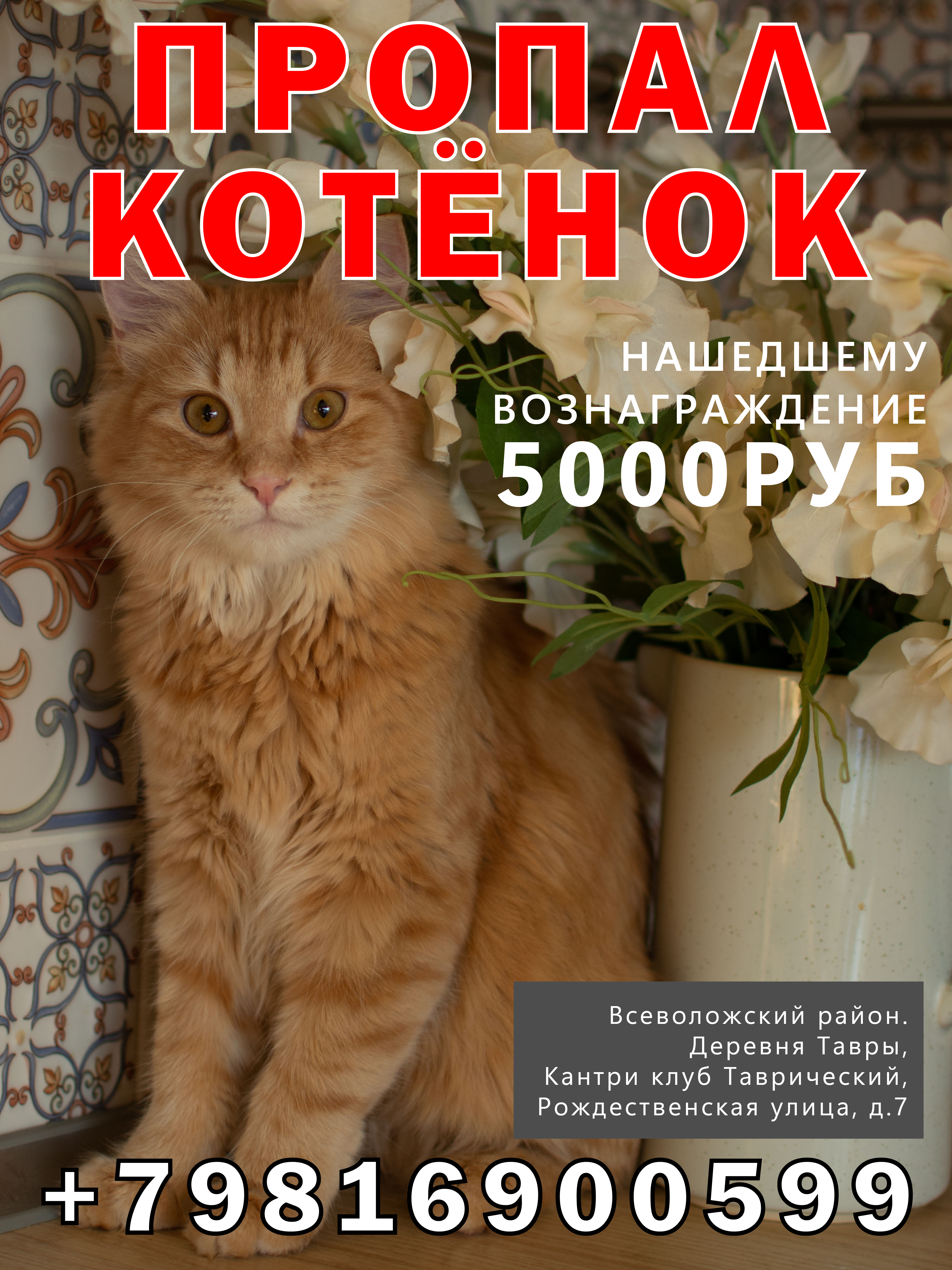 Пропал кот: Колтушское, Лен. обл.