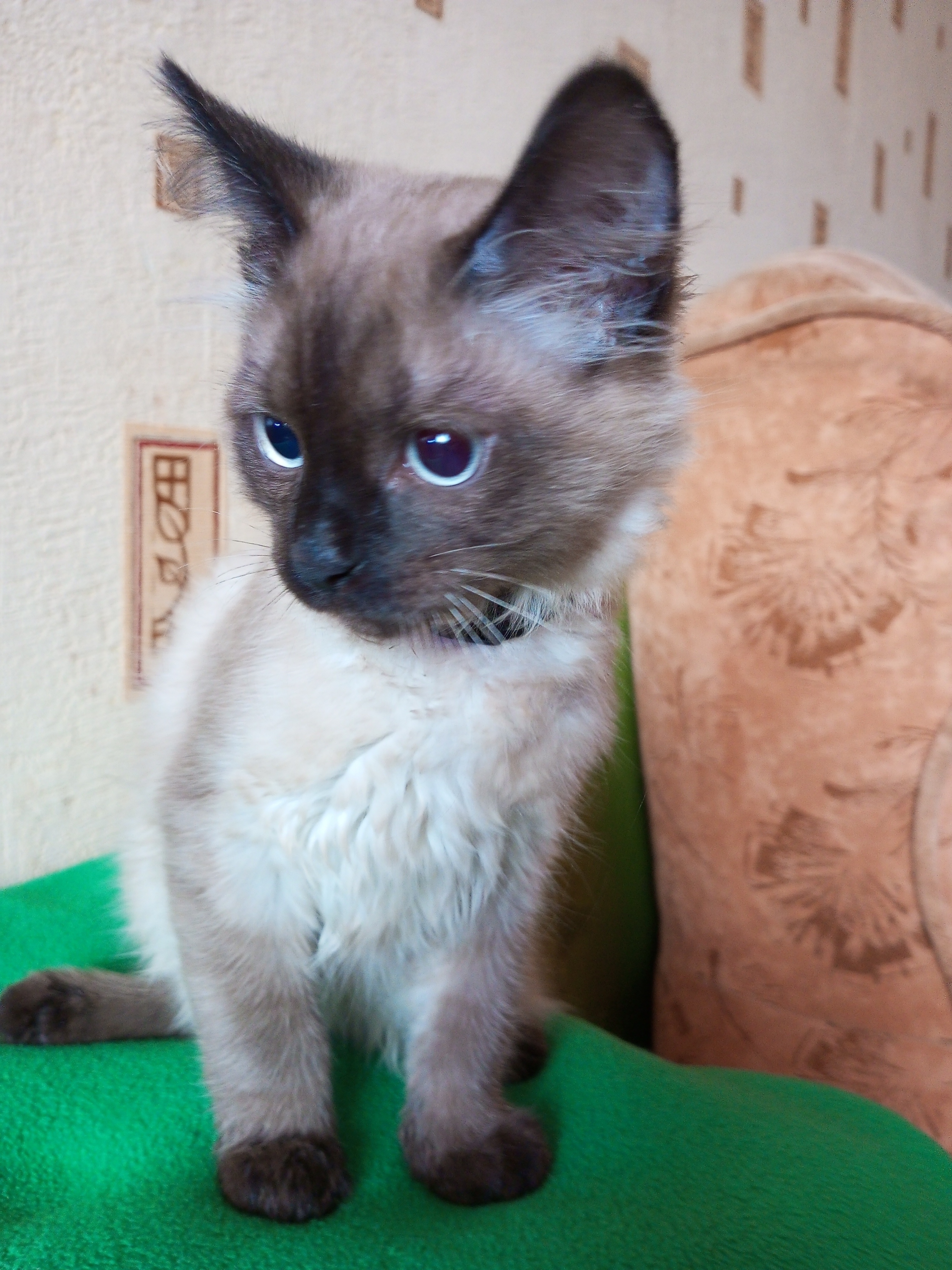 Найден сиамский котик, ул. Плеханова, 19