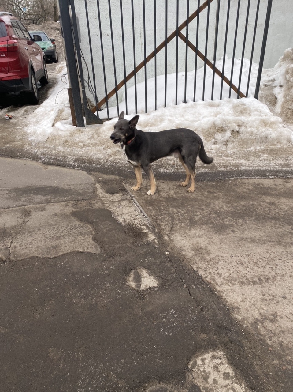 Найдена собака: Ватутинский пер., Мск