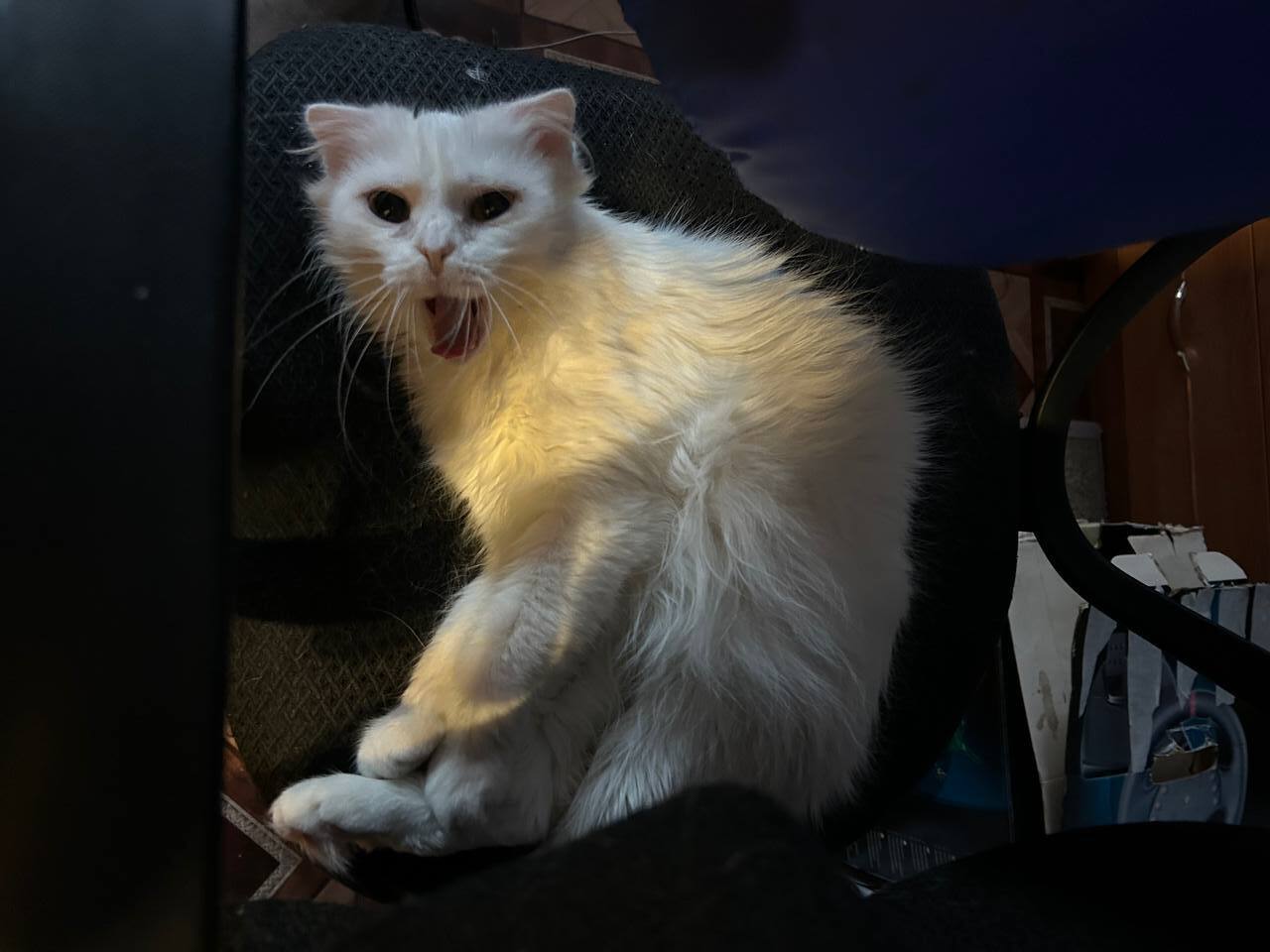 Пропала белая кошка: Гатчинская, 18А