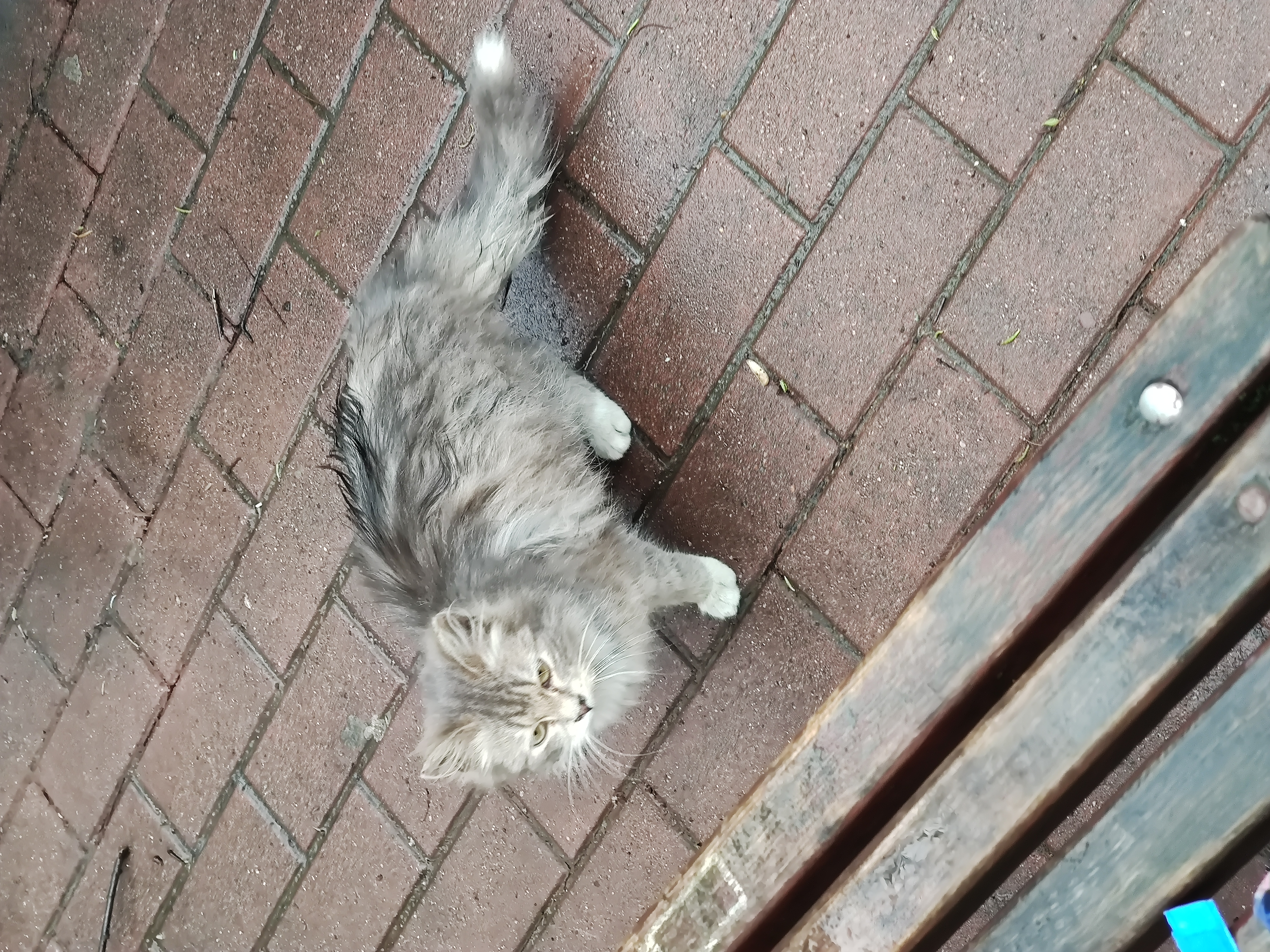 Найдена кошка на Пушкарской 29А
