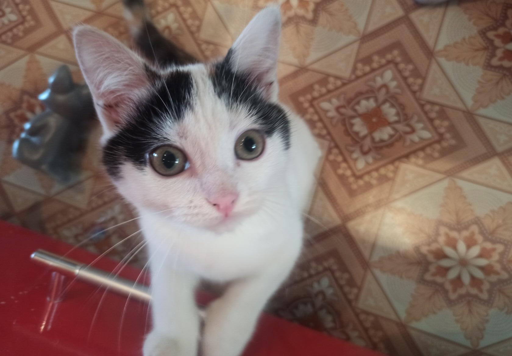 Пропала кошка: Калинина, 6, Ветлужский