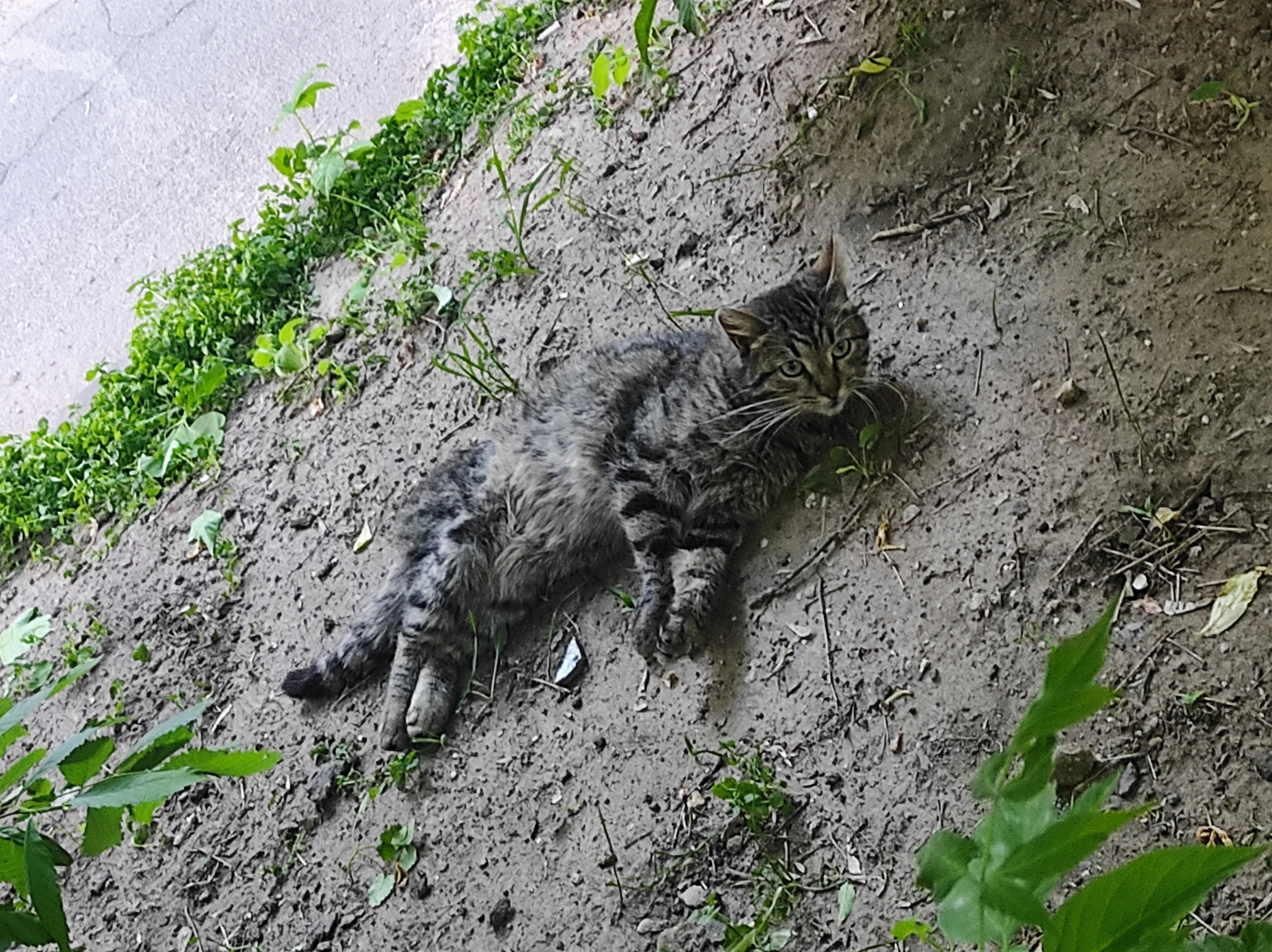 Найдена кошка: Мироновская ул., 33 с28